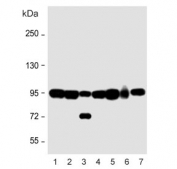 Western blot testing of human 1) CCRF-CEM, 2) NCI-H1299, 3) HT-29, 4) SW480, 5) mouse heart and 6) mouse spleen lysate with NOD1 antibody. Predicted molecular weight: ~107 kDa.