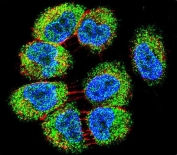 Immunofluorescent staining of human NCI-H460 cells with TRIM65 antibody (green), DAPI nuclear stain (blue) and anti-Actin (red).