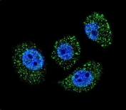 Immunofluorescent staining of human A549 cells with MYBPHL antibody (green) and DAPI nuclear stain (blue).