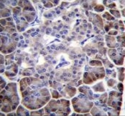 IHC testing of FFPE human pancreas tissue with MYBPHL antibody. HIER: steam section in pH6 citrate buffer for 20 min and allow to cool prior to staining.