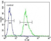 Flow cytometry testing of human A549 cells with MYBPHL antibody; Blue=isotype control, Green= MYBPHL antibody.
