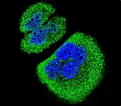 Immunofluorescent staining of human A549 cells with SOWAHD antibody (green) and DAPI nuclear stain (blue).