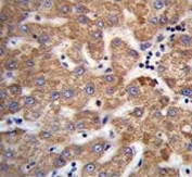IHC testing of FFPE human liver tissue with SOWAHD antibody. HIER: steam section in pH6 citrate buffer for 20 min and allow to cool prior to staining.