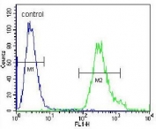 Flow cytometry testing of human A549 cells with SOWAHD antibody; Blue=isotype control, Green= SOWAHD antibody.