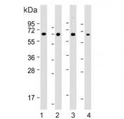 Western blot testing of 1) human SH-SY5Y, 2) human Jurkat, 3) mouse Neuro-2a and 4) mouse C2C12 cell lysate with COL8A2 antibody. Predicted molecular weight ~67 kDa.