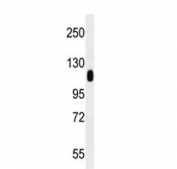 Western blot testing of human K562 cell lysate with KAP1 antibody. Expectd molecular weight: 88~110 kDa depending on sumoylation level.