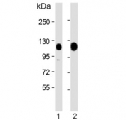 Western blot testing of human 1) HeLa and 2) PC-3 cell lysate with KAP1 antibody. Expectd molecular weight: 88~110 kDa depending on sumoylation level.