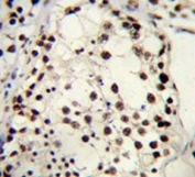 IHC testing of FFPE human testis tissue with KAP1 antibody. HIER: steam section in pH6 citrate buffer for 20 min and allow to cool prior to staining.
