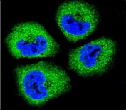 Immunofluorescent staining of human NCI-H460 cells with Growth arrest-specific protein 1 antibody (green) and DAPI nuclear stain (blue).