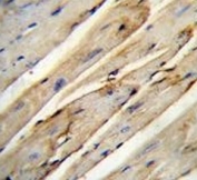 IHC testing of FFPE mouse heart tissue with Growth arrest-specific protein 1 antibody. HIER: steam section in pH6 citrate buffer for 20 min and allow to cool prior to staining.
