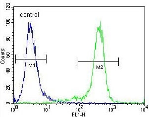 Flow cytometry testing of human NCI-H460 cells with Growth arrest-specific protein 1 antibody; Blue=isotype control, Green= Growth arrest-specific protein 1 antibody.