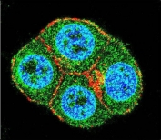 Immunofluorescent staining of human ZR-75-1 cells with Beta-TrCP antibody (green), DAPI nuclear stain (blue) and anti-Actin (red).