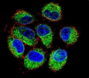 Immunofluorescent staining of human CCRF-CEM cells with TBC1D13 antibody (green), DAPI nuclear stain (blue) and anti-Actin (red).