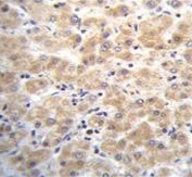 IHC testing of FFPE human liver tissue with Embryonic polyadenylate-binding protein 2 antibody. HIER: steam section in pH6 citrate buffer for 20 min and allow to cool prior to staining.