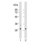 Western blot testing of human 1) A549 and 2) kidney lysate with Embryonic polyadenylate-binding protein 2 antibody. Predicted molecular weight ~30 kDa.