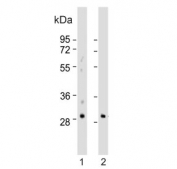 Western blot testing of human 1) A549 and 2) kidney lysate with Embryonic polyadenylate-binding protein 2 antibody. Predicted molecular weight ~30 kDa.