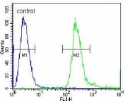 Flow cytometry testing of human A549 cells with Embryonic polyadenylate-binding protein 2 antibody; Blue=isotype control, Green= Embryonic polyadenylate-binding protein 2 antibody.
