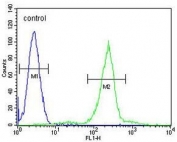 Flow cytometry testing of human HL60 cells with C1QC antibody; Blue=isotype control, Green= C1QC antibody.