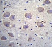 IHC testing of FFPE human brain tissue with ARRB1 antibody. HIER: steam section in pH6 citrate buffer for 20 min and allow to cool prior to staining.