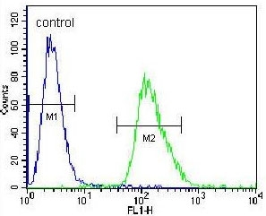 Flow cytometry testing of human A549 cells with ARRB1 antibody; Blue=isotype control, Green= ARRB1 antibody.