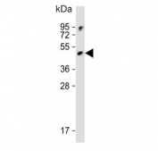 Western blot testing of HUVEC lysate with RBP-L antibody. Predicted molecular weight ~57 kDa.