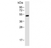 Western blot testing of human ThP-1 cell lysate with RBP-L antibody. Predicted molecular weight ~57 kDa.