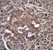 IHC testing of FFPE human pancreas tissue with RBP-L antibody. HIER: steam section in pH6 citrate buffer for 20 min and allow to cool prior to staining.