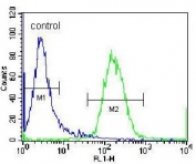 Flow cytometry testing of human Jurkat cells with RBP-L antibody; Blue=isotype control, Green= RBP-L antibody.