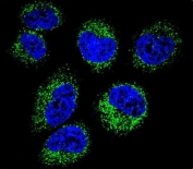 Immunofluorescent staining of NCI-H460 cells with Gamma-glutamyl hydrolase antibody (green) and DAPI nuclear stain (blue).