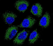 Immunofluorescent staining of human NCI-H460 cells with GSR antibody (green) and DAPI nuclear stain (blue).