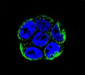 Immunofluorescent staining of human WiDr cells with Villin-like protein antibody (green) and DAPI nuclear stain (blue).