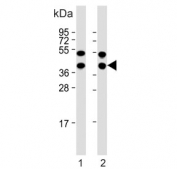 Western blot testing of human 1) HepG2 and 2) Raji cell lysate with Glutaredoxin 3 antibody. Predicted molecular weight ~37 kDa.