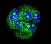 Immunofluorescent staining of human MCF7 cells with MBD3L3 antibody (green) and DAPI nuclear stain (blue).