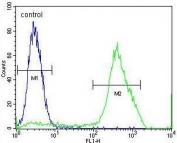 Flow cytometry testing of human MCF7 cells with MBD3L3 antibody; Blue=isotype control, Green= MBD3L3 antibody.