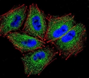 Immunofluorescent staining of human NCI-H460 cells with Protocadherin alpha-C2 antibody (green), DAPI nuclear stain (blue) and anti-Actin (red).