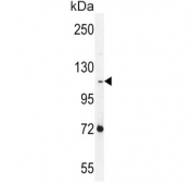 Western blot testing of human NCI-H460 cell lysate with Protocadherin alpha-C2 antibody. Predicted molecular weight ~109 kDa.