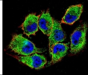 Immunofluorescent staining of human A375 cells with NKD2 antibody (green), DAPI nuclear stain (blue) and anti-Actin (red).