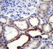 IHC testing of FFPE human kidney tissue with NKD2 antibody. HIER: steam section in pH6 citrate buffer for 20 min and allow to cool prior to staining.