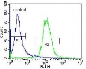 Flow cytometry testing of human Jurkat cells with NKD2 antibody; Blue=isotype control, Green= NKD2 antibody.