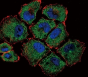 Immunofluorescent staining of human NCI-H460 cells with SLC36A1 antibody (green), DAPI nuclear stain (blue) and anti-Actin (red).