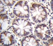 IHC testing of FFPE human rectum tissue with SLC36A1 antibody. HIER: steam section in pH6 citrate buffer for 20 min and allow to cool prior to staining.