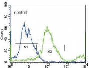 Flow cytometry testing of NCI-H460 cells with SLC36A1 antibody; Blue=isotype control, Green= SLC36A1 antibody.