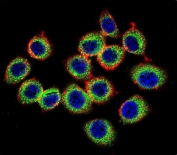 Immunofluorescent staining of U-251 MG cells with CalDAG-GEFI antibody (green), DAPI nuclear stain (blue) and anti-Actin (red).