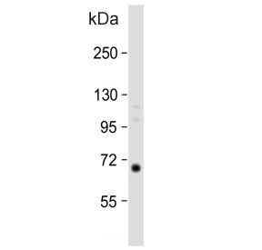 Western blot testing of human spleen tissue lysate with CalDAG-GEFI antibody. Predicted molecular weight ~69 kDa.