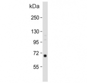 Western blot testing of human spleen tissue lysate with CalDAG-GEFI antibody. Predicted molecular weight ~69 kDa. 