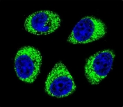 Immunofluorescent staining of human A549 cells with ADP,ATP carrier protein 3 antibody (green) and DAPI nuclear stain (blue).