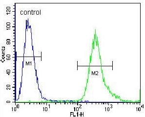 Flow cytometry testing of human A549 cells with ADP,ATP carrier protein 3 antibody; Blue=isotype control, Green= ADP,ATP carrier protein 3 antibody.