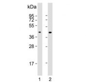 Western blot testing of human 1) SH-SY5Y and 2) U-87 MG cell lysate with GPR45 antibody. Predicted molecular weight ~42 kDa.