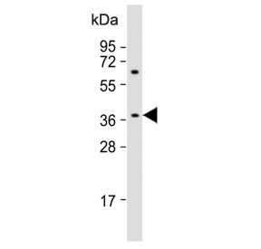 Western blot testing of human cerebellum tissue lysate with GPR45 antibody. Predicted molecular weight ~42 kDa.
