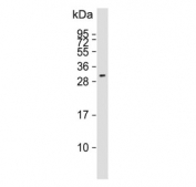Western blot testing of human A431 cell lysate with Follistatin like-3 antibody. Expected molecular weight: 25-39 kDa depending on glycosylation level.